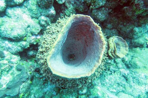 Dive-1-20230310-25