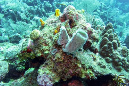 Dive-1-20230310-26