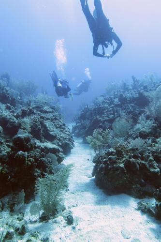 Dive-1-20230310-28