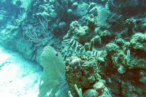 Dive-1-20230310-29