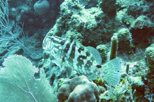 Dive-1-20230310-30