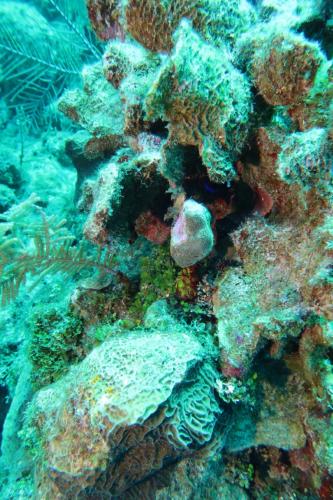 Dive-1-20230310-32