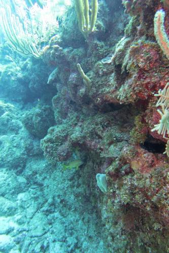 Dive-1-20230310-34
