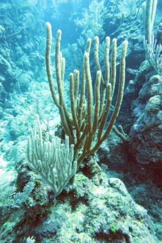 Dive-1-20230310-35