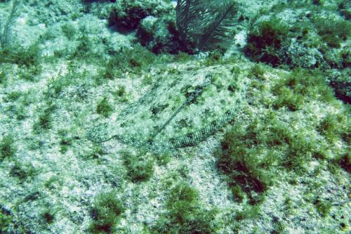 Dive-1-20230310-36