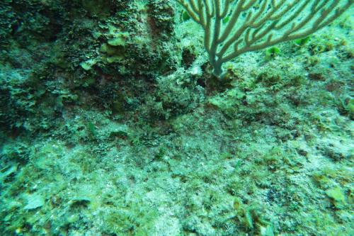 Dive-1-20230310-37