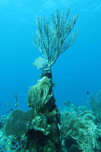 Dive-1-20230310-38