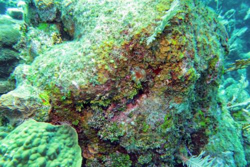 Dive-1-20230310-41