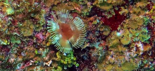 Dive-1-20230310-42