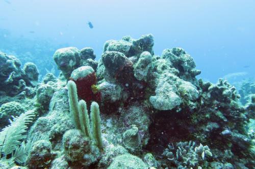 Dive-2-20230301-10