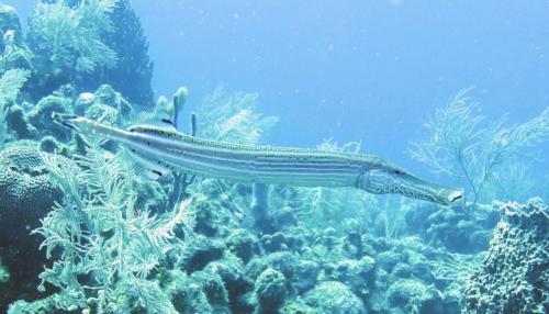 Dive-2-20230301-12