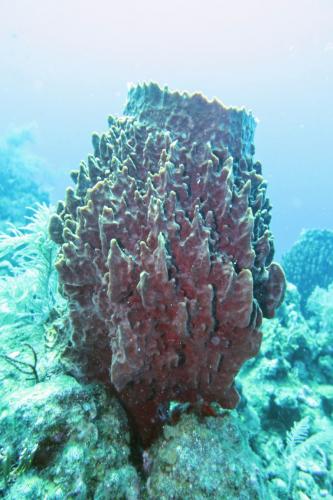 Dive-2-20230301-13