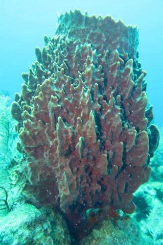 Dive-2-20230301-14