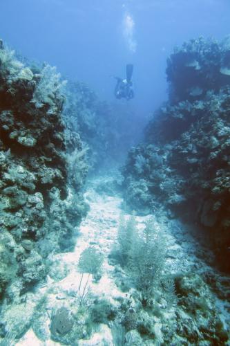 Dive-2-20230301-15