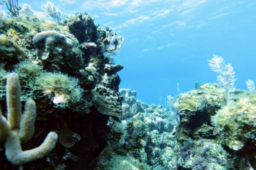 Dive-2-20230301-16
