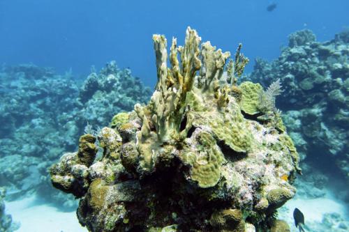 Dive-2-20230301-17
