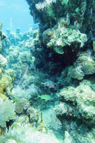 Dive-2-20230301-18