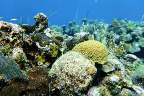 Roatan 2023 - Dive 2