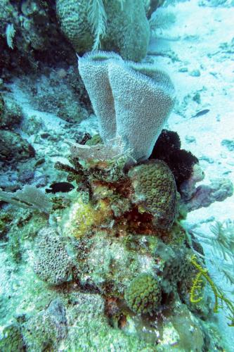 Dive-2-20230301-3