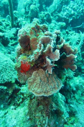 Dive-2-20230301-4
