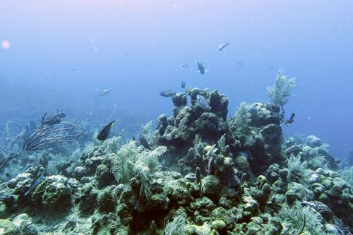 Dive-2-20230301-5