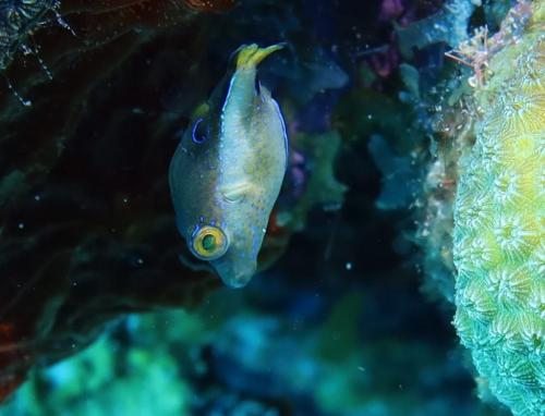 Dive-2-20230301-7