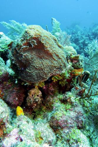 Dive-2-20230301-9