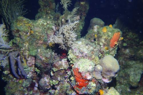 Dive-3-20230302-1