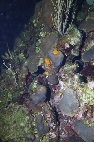 Dive-3-20230302-10