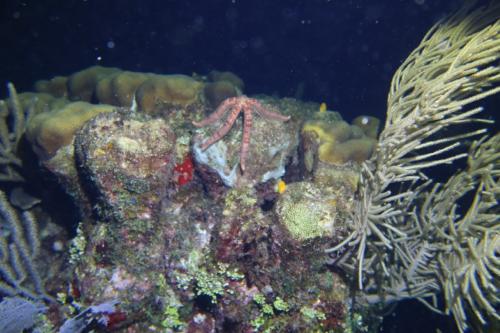 Dive-3-20230302-12