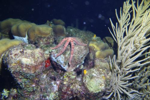 Dive-3-20230302-13