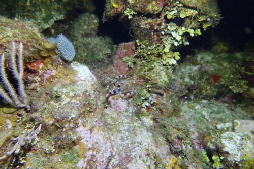 Dive-3-20230302-14