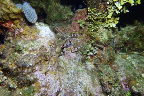Dive-3-20230302-15