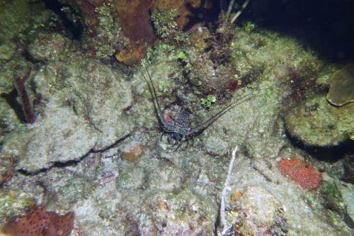 Roatan 2023 - Dive 3 (Night)