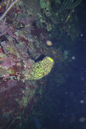 Dive-3-20230302-17