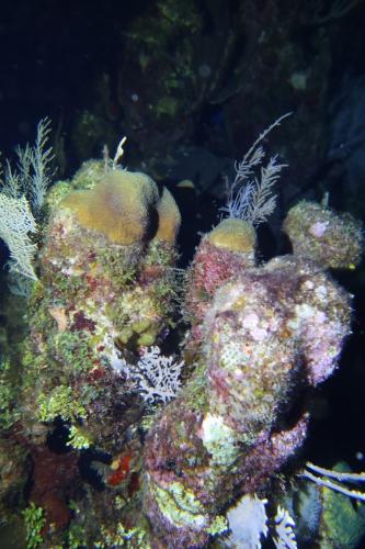 Dive-3-20230302-2