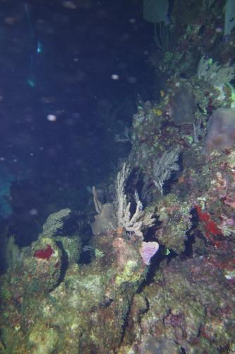 Dive-3-20230302-4