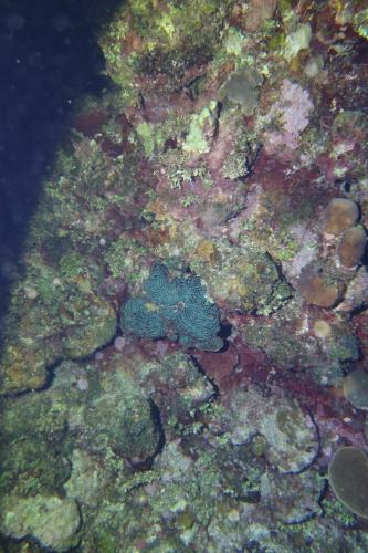 Dive-3-20230302-6