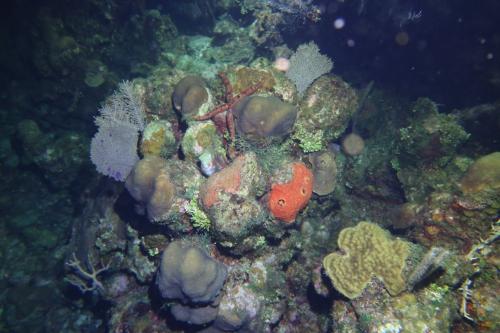 Dive-3-20230302-7
