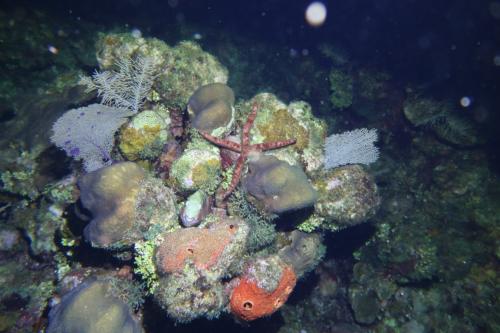 Dive-3-20230302-8