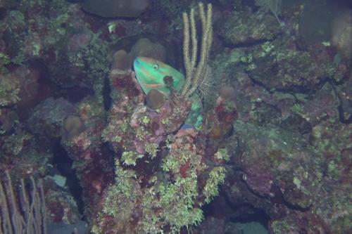 Dive-3-20230302-9