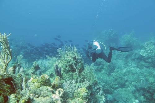 Dive-5-20230310-1