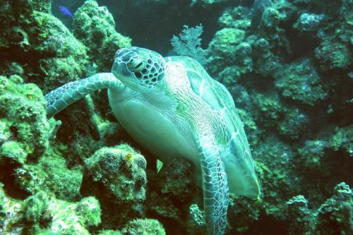 Dive-5-20230310-10