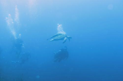 Dive-5-20230310-12