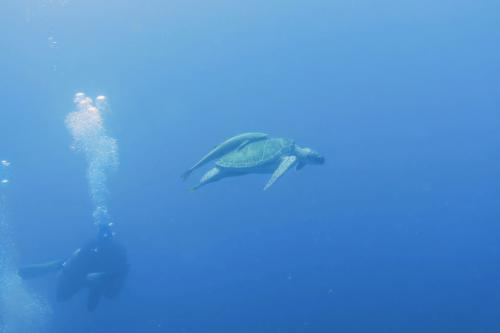 Dive-5-20230310-13