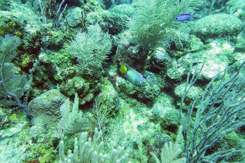 Dive-5-20230310-14
