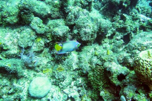 Dive-5-20230310-15