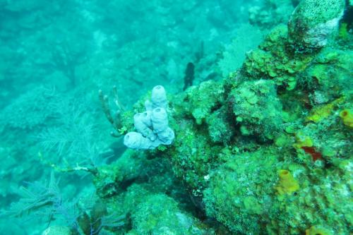 Dive-5-20230310-16