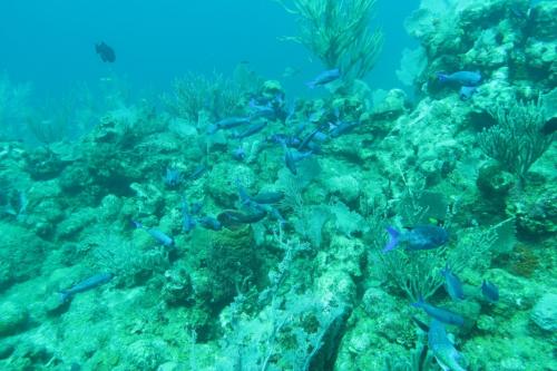 Dive-5-20230310-17