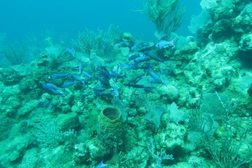Dive-5-20230310-18